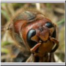 Vespa crabro - Hornisse 05.jpg